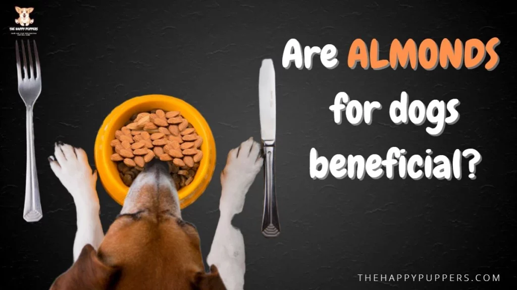 Are almonds for dogs beneficial?