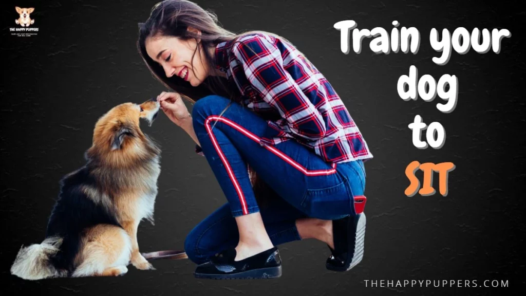 Train your dog to sit