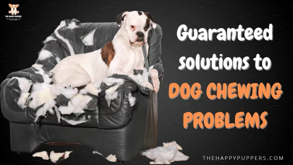Solutions to dog chewing problems