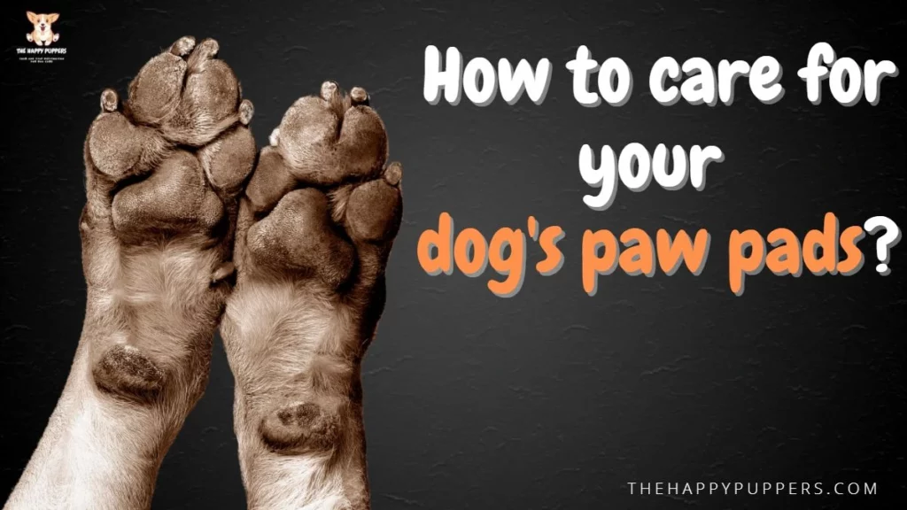 How to care for your dogs paw pads?