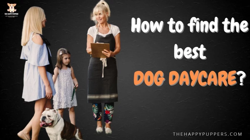 How to find the best dog daycare?