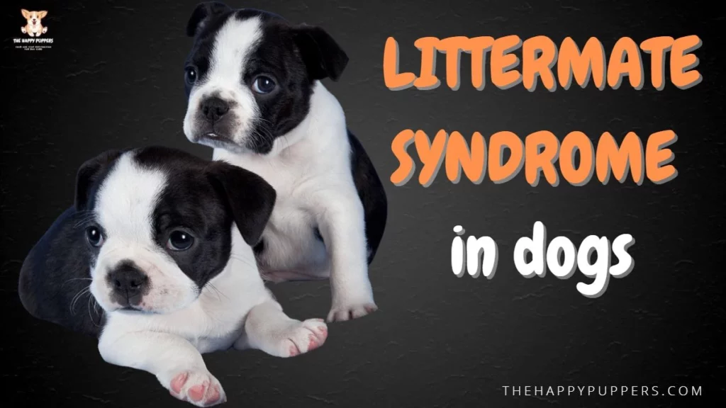 Littermate syndrome in dogs