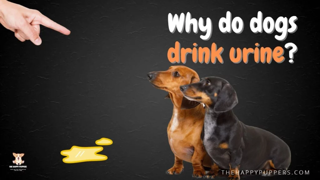 Why do dogs drink urine?
