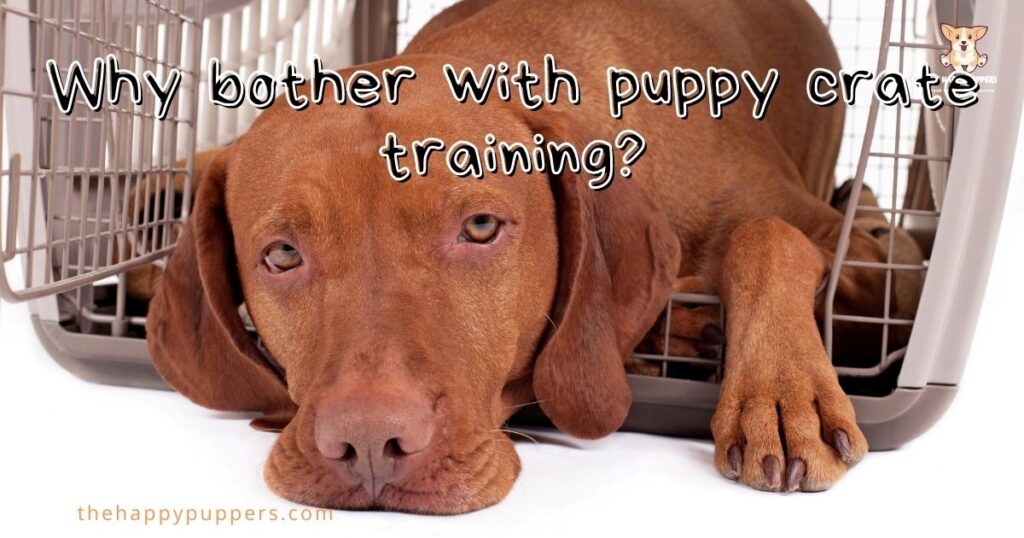 Why bother with puppy crate training