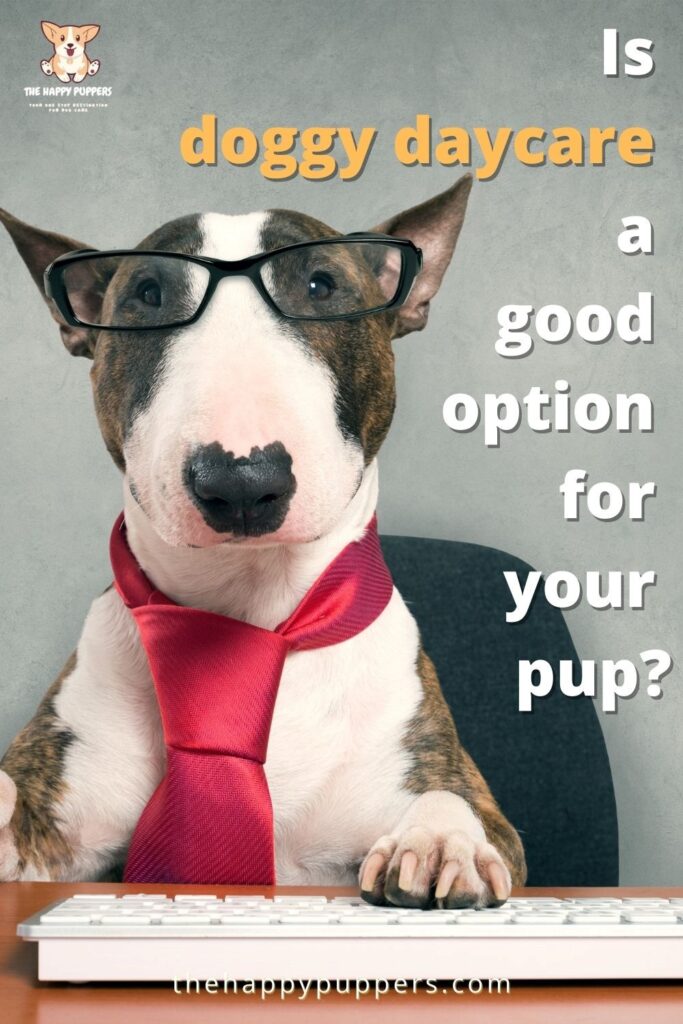 a-good-option-for-your-pup