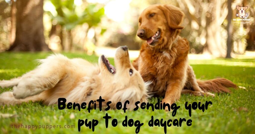 benefits-of-sending-your-pup-to-dog-daycare