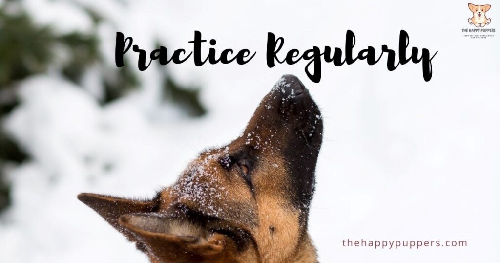 dog needs practice regularly 