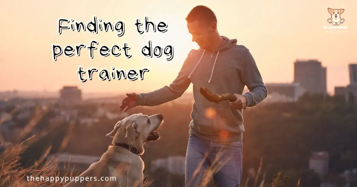 How to find the best dog trainer?