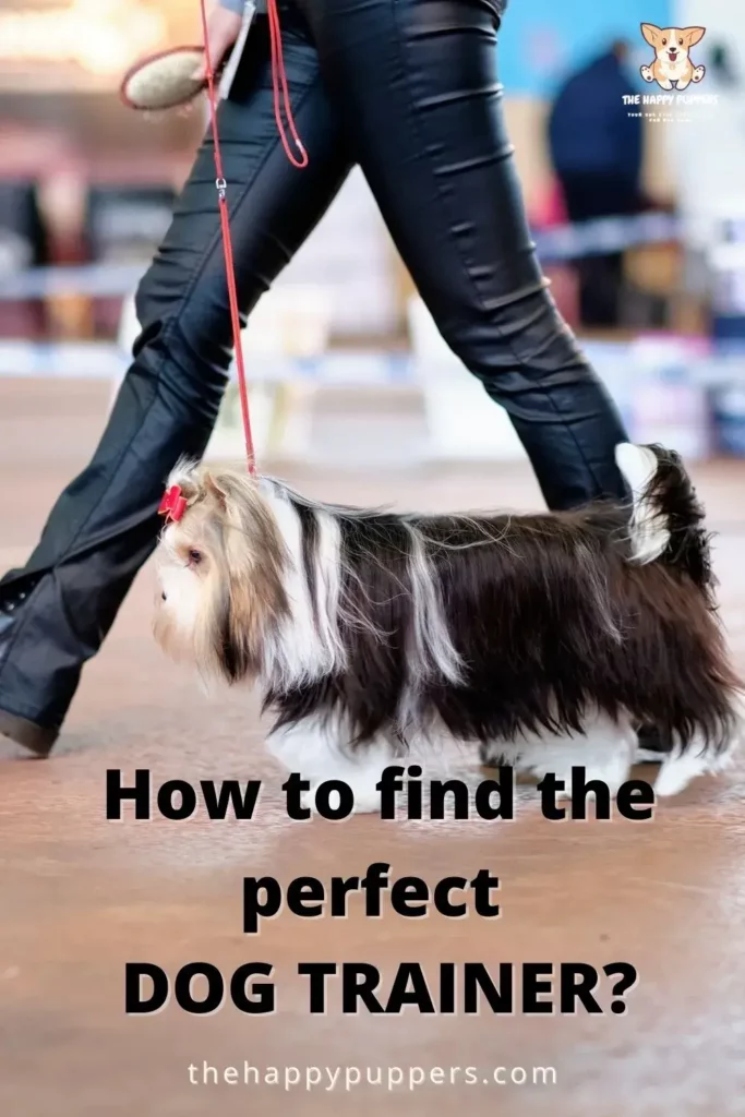How to Find the Best Dog Trainer 