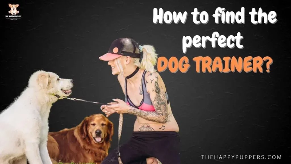 How to find the perfect dog trainer?