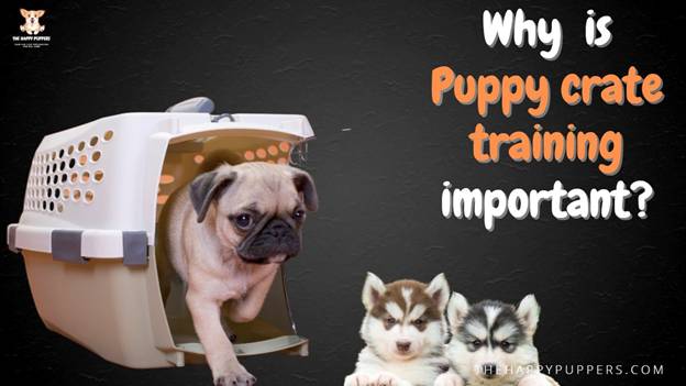 Why is puppy crate training important?