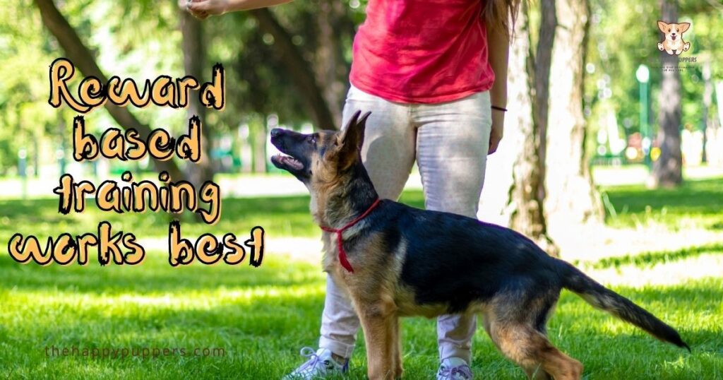 reward-based-dog-training