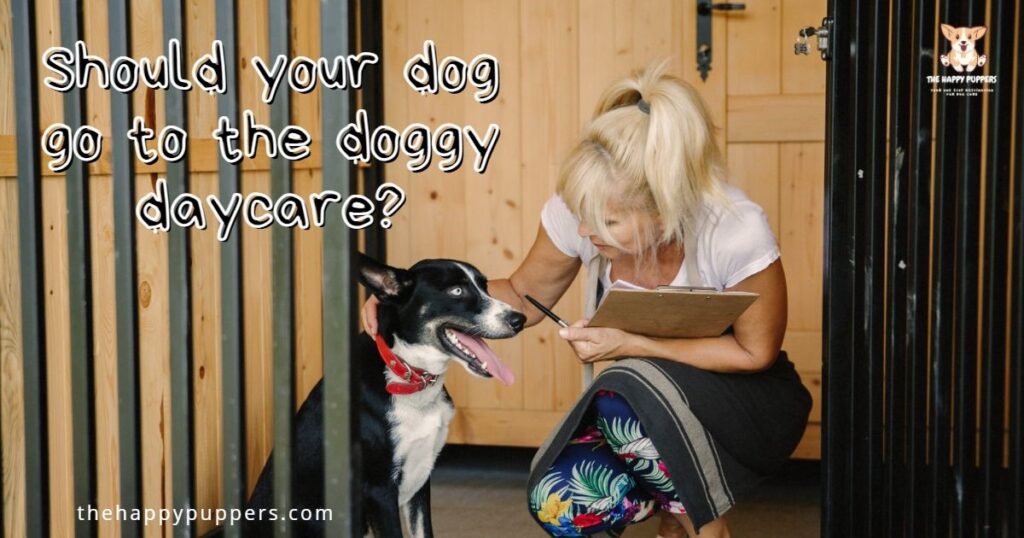 should-your-dog-go-to-the-doggy-daycare