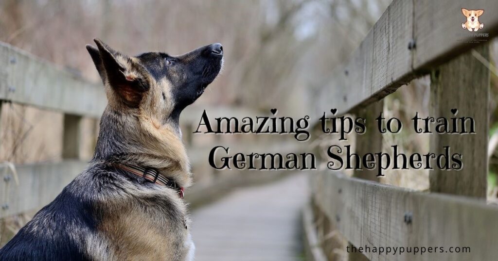 Excellent tips for training German Shepherds