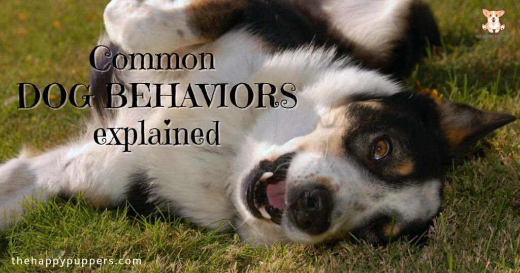 Common dog behaviors explained