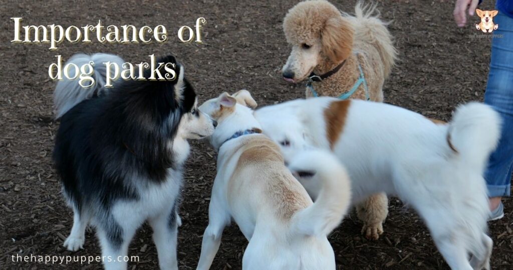 Importance of dog parks