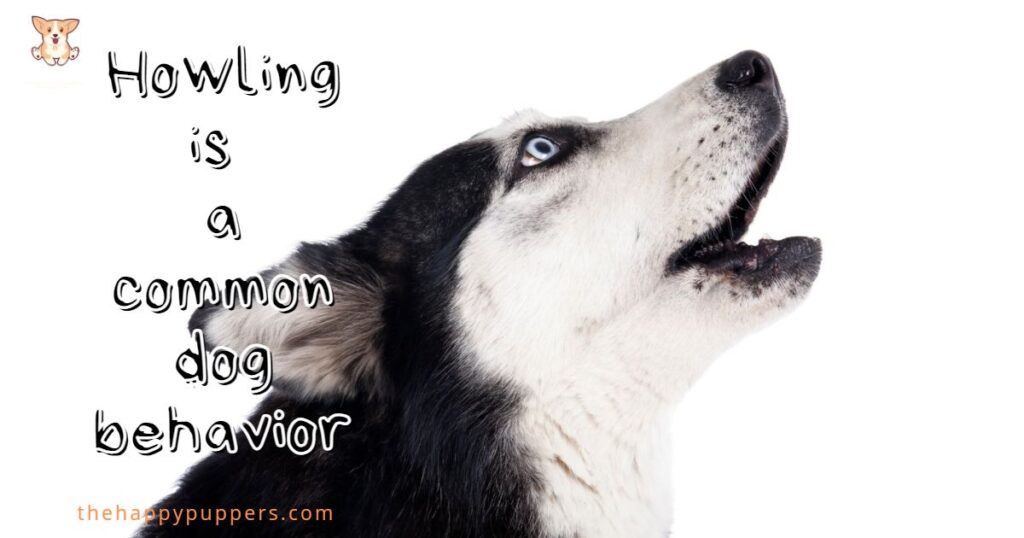 Howling is a common dog behavior