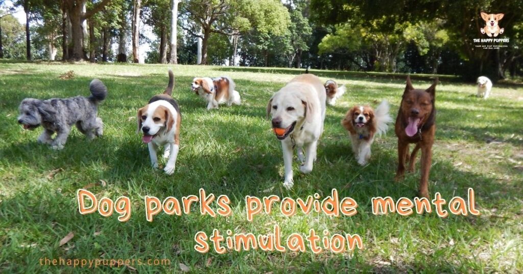 Dog parks provide mental stimulation