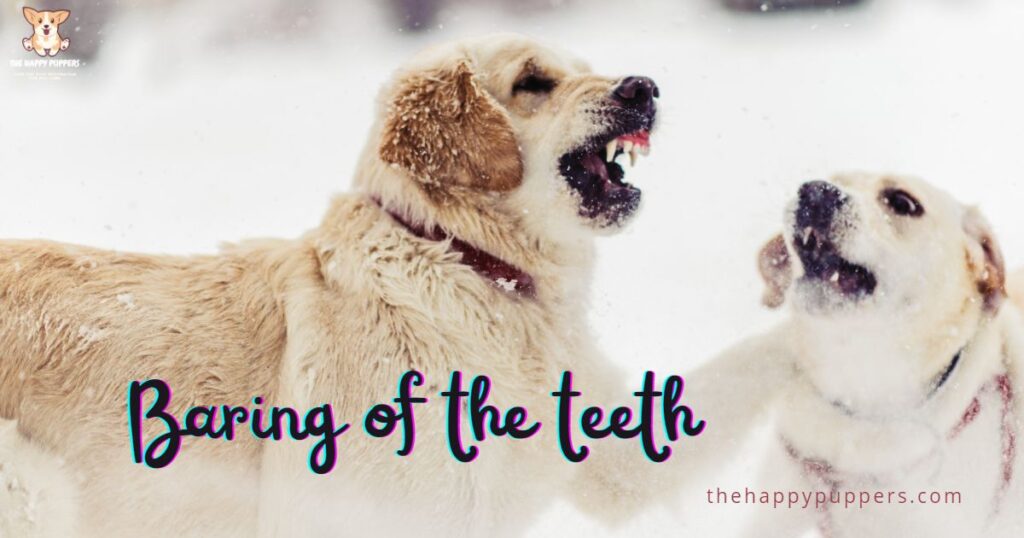 Baring of the teeth
