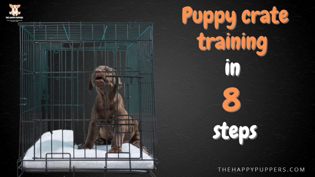 Puppy crate training in 8 easy steps