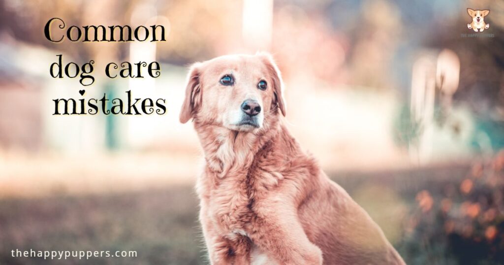 Common dog care mistakes