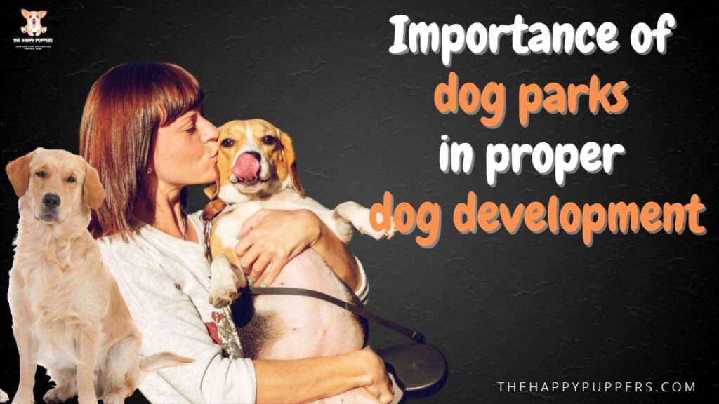 Importance of dog parks in dog development