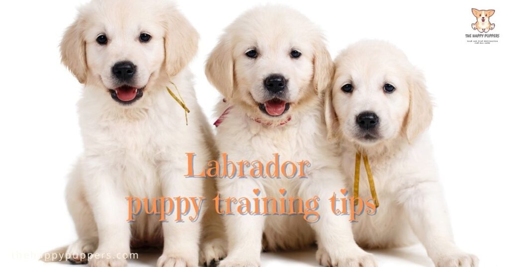 Labrador puppy training tips