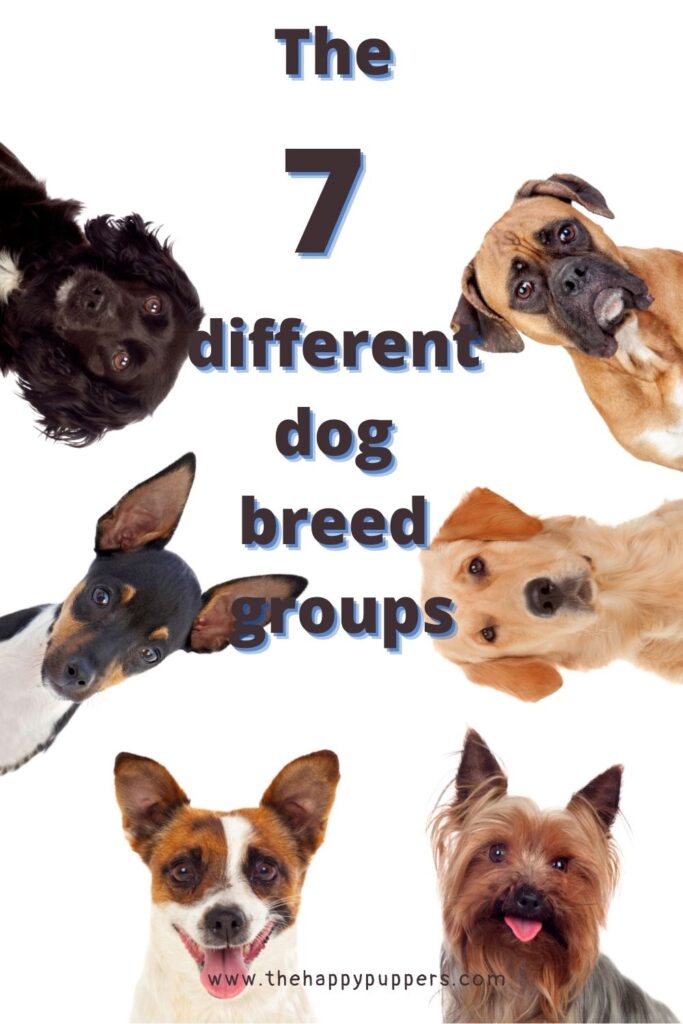 dog breed groups