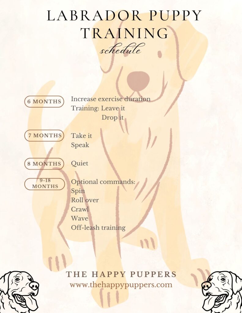 Labrador training schedule page 2