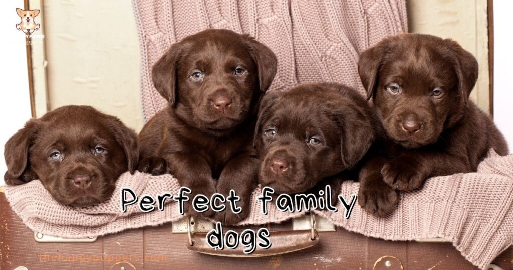 Perfect-family-dogs