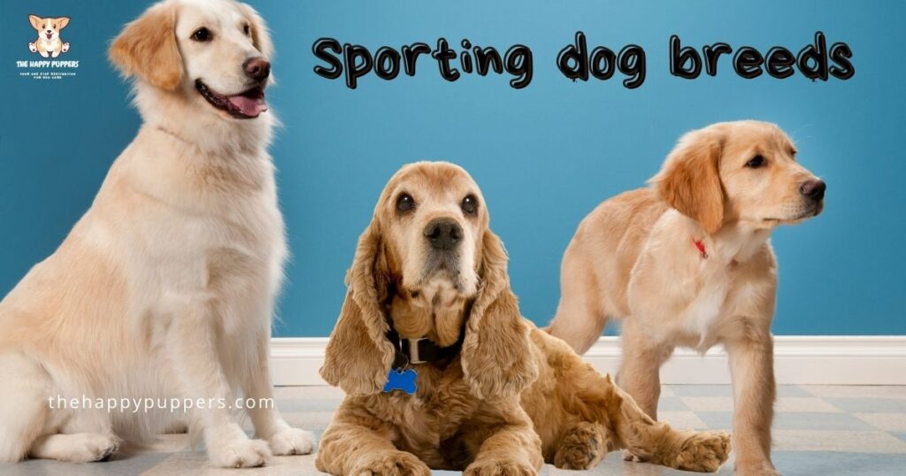 Sporting dogs