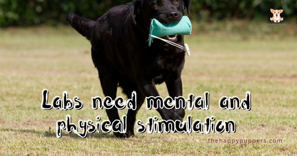 Labs need mental and physical stimulation