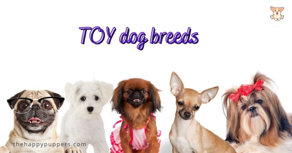 Toy dogs