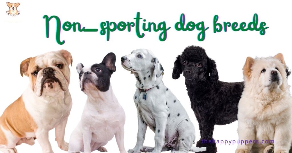 Non-sporting dogs