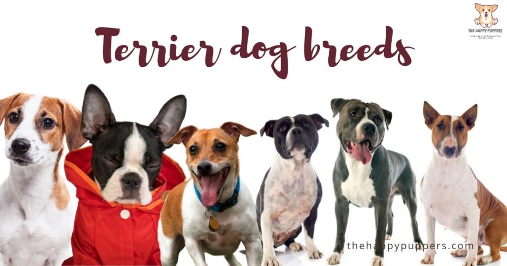 Terrier dog breeds