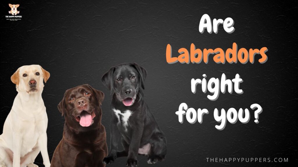 Are Labradors right for you?