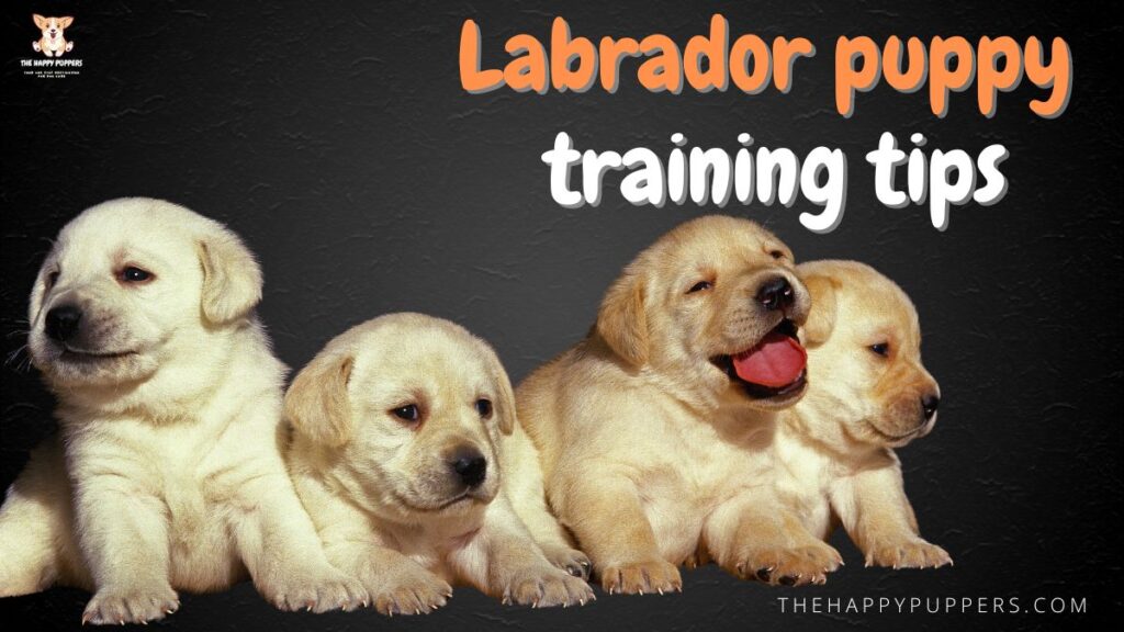 Lab puppy training tips