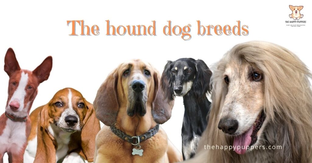 The hound dog breeds