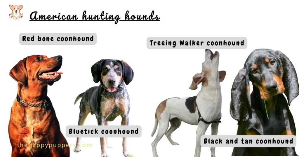 American hunting hounds