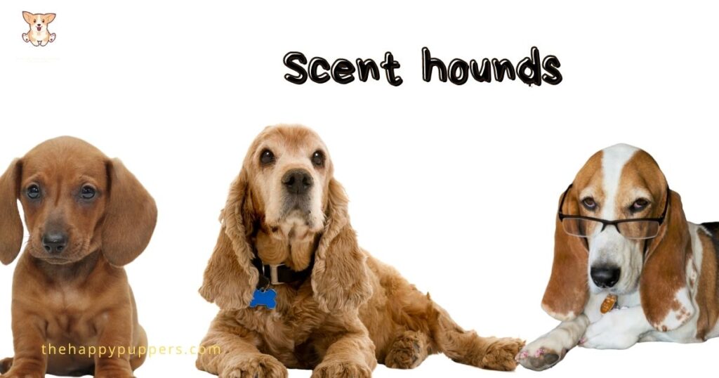 Scent hounds