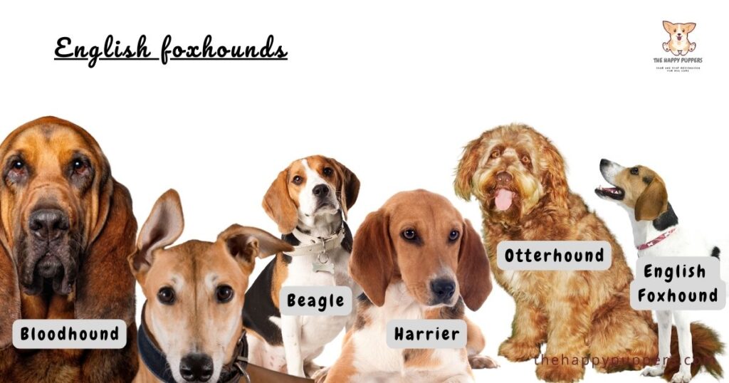English foxhounds