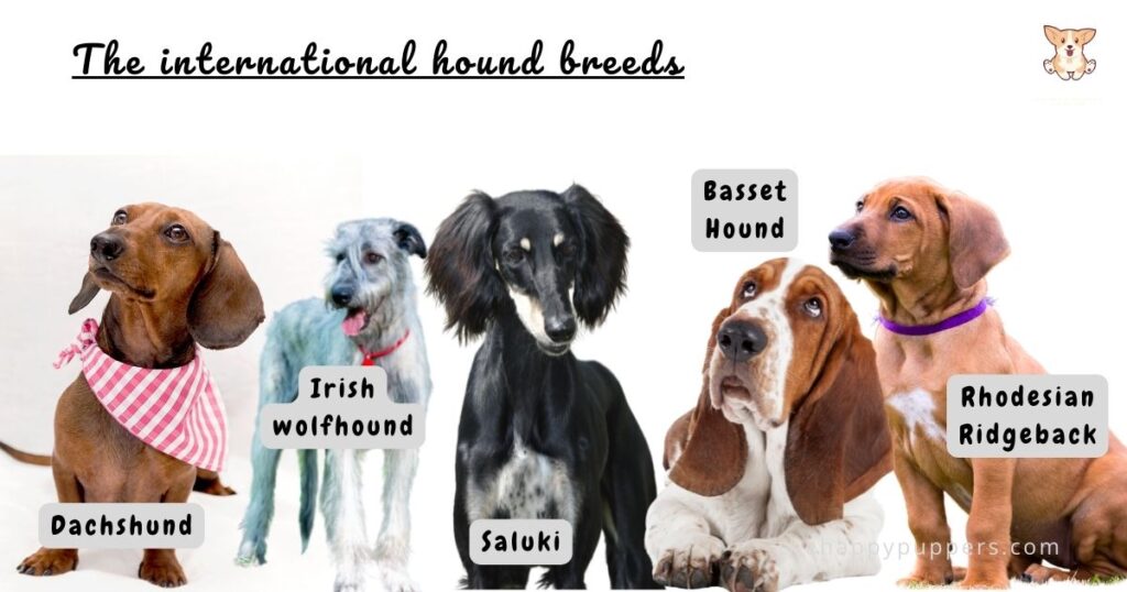 International hound breeds