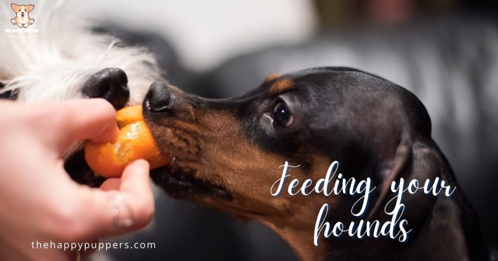 Feeding your hounds