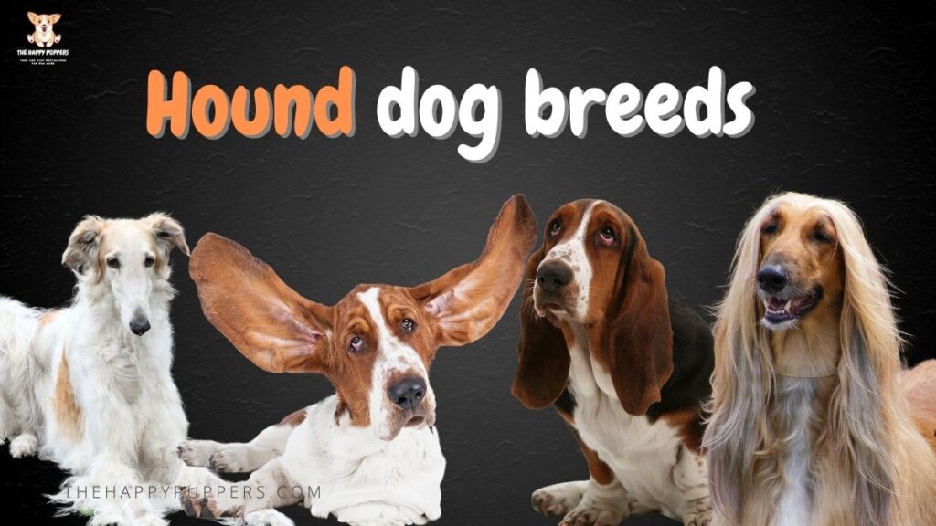 Hound dog breeds