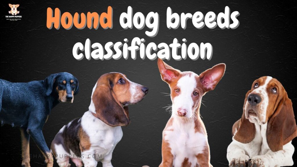 Hound dog breeds classification