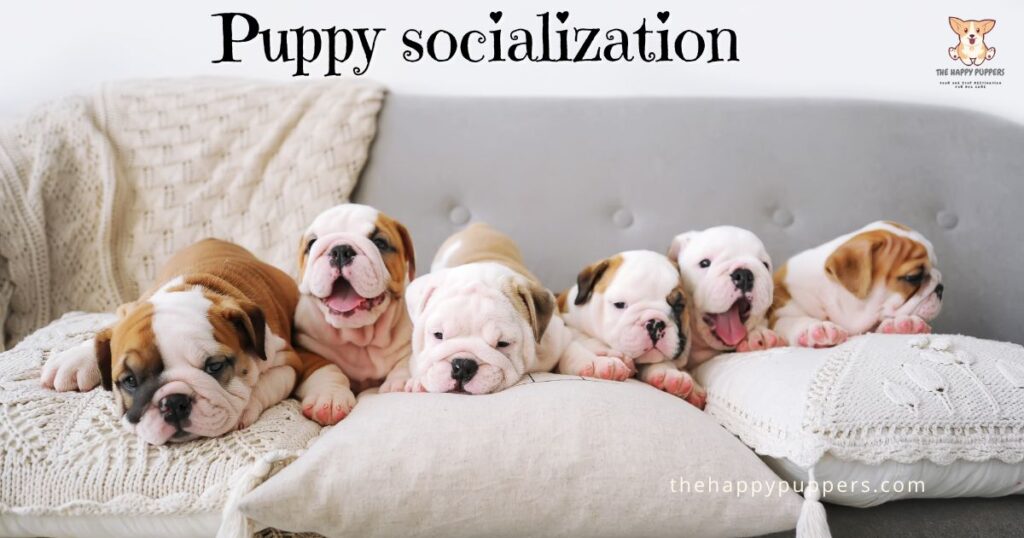 Puppy socialization