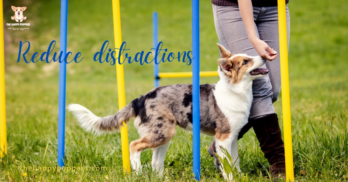 How to make dog training fun? The Happy Puppers