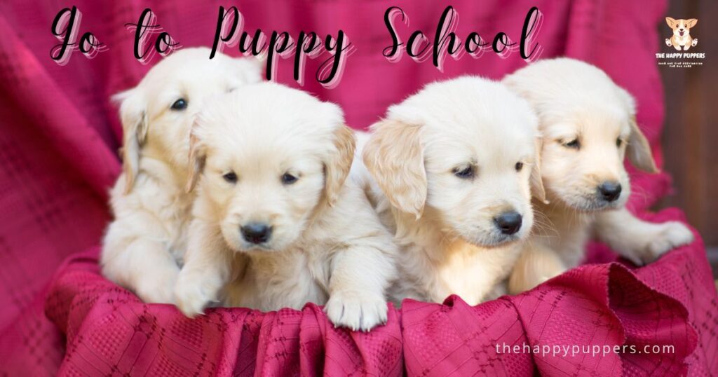 go to puppy school