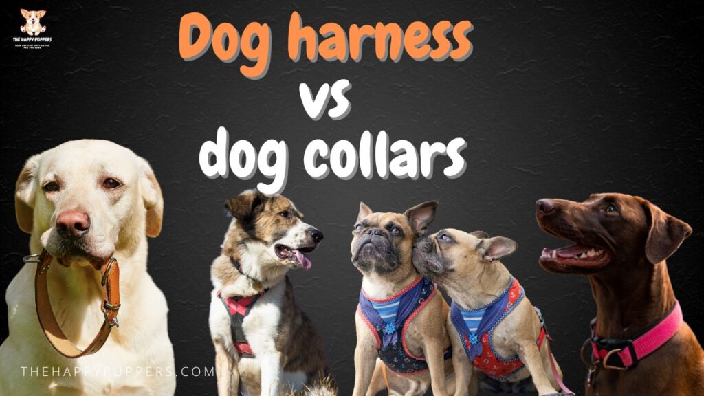 dog harness vs dog collars