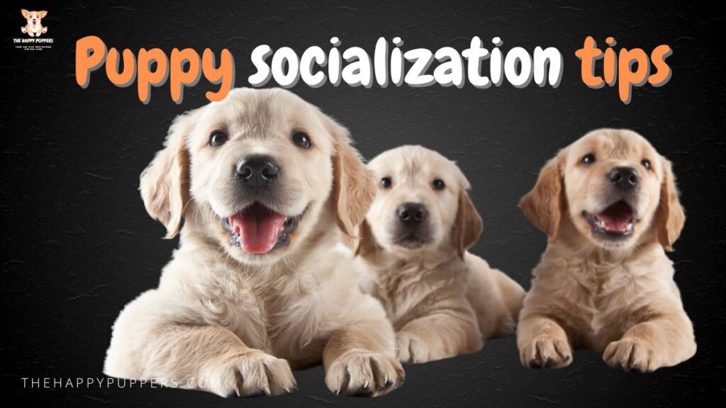 Puppy socialization tips